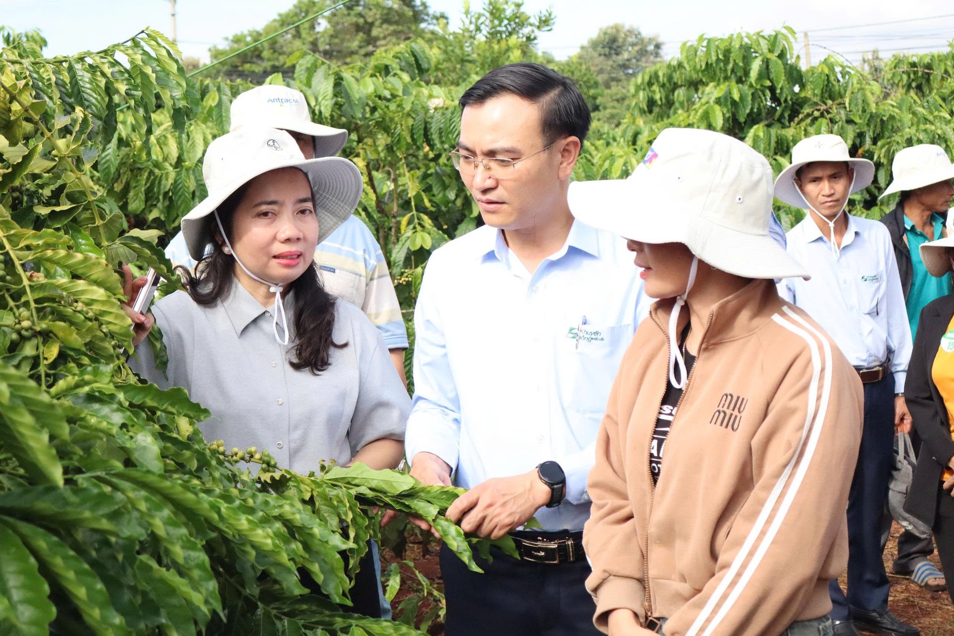Quản lý sức khỏe cây trồng giúp cà phê tăng năng suất 10 - 15%