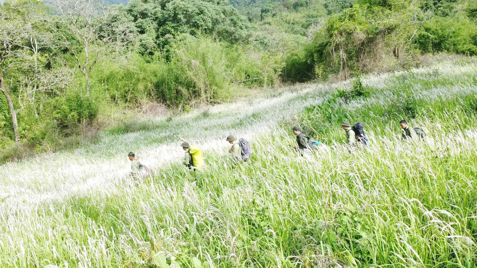 Nhiều thủ tục hành chính lĩnh vực lâm nghiệp và kiểm lâm được sửa đổi, bổ sung