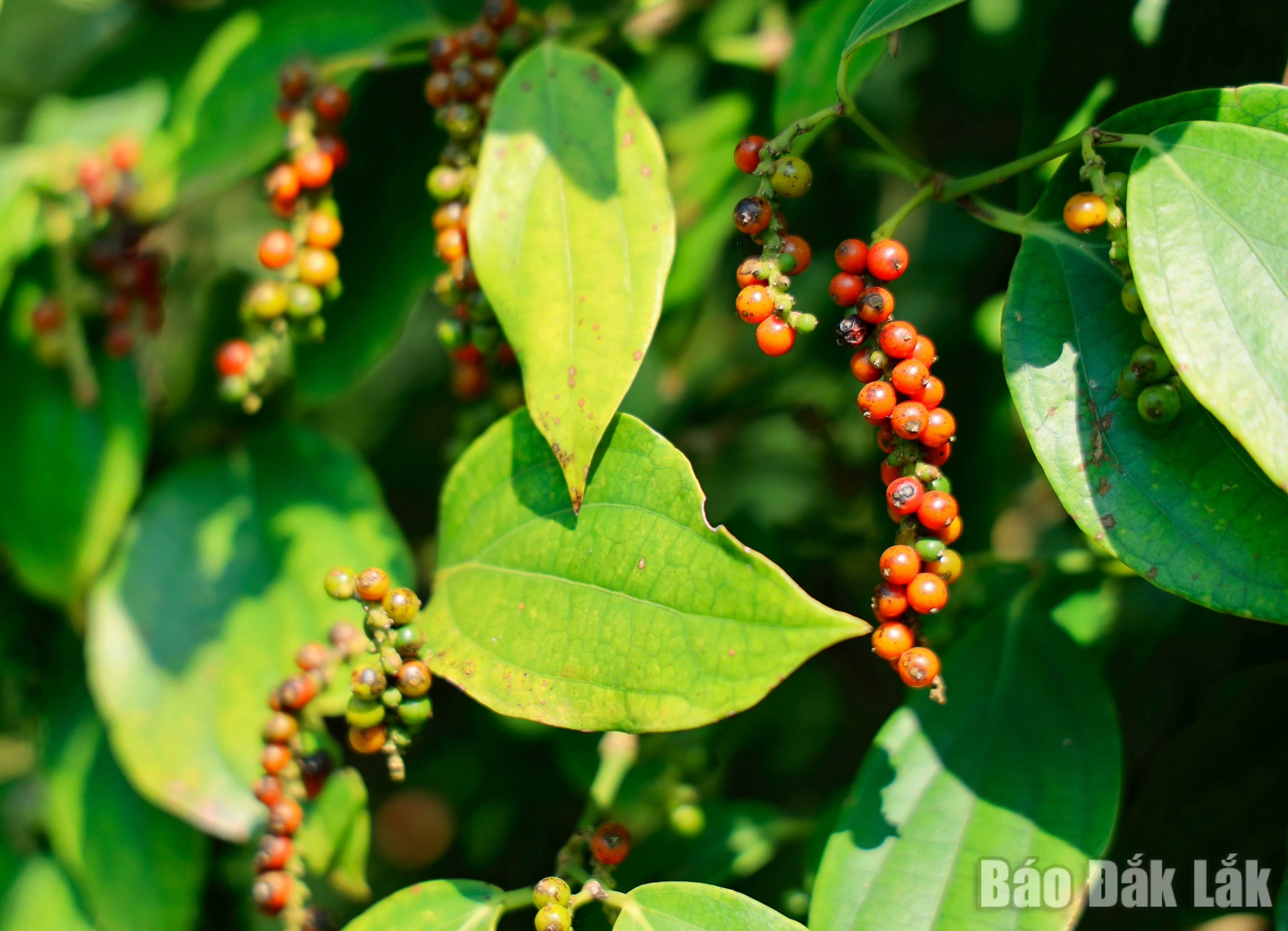 1k8a6184_20260318151945_20260320193258