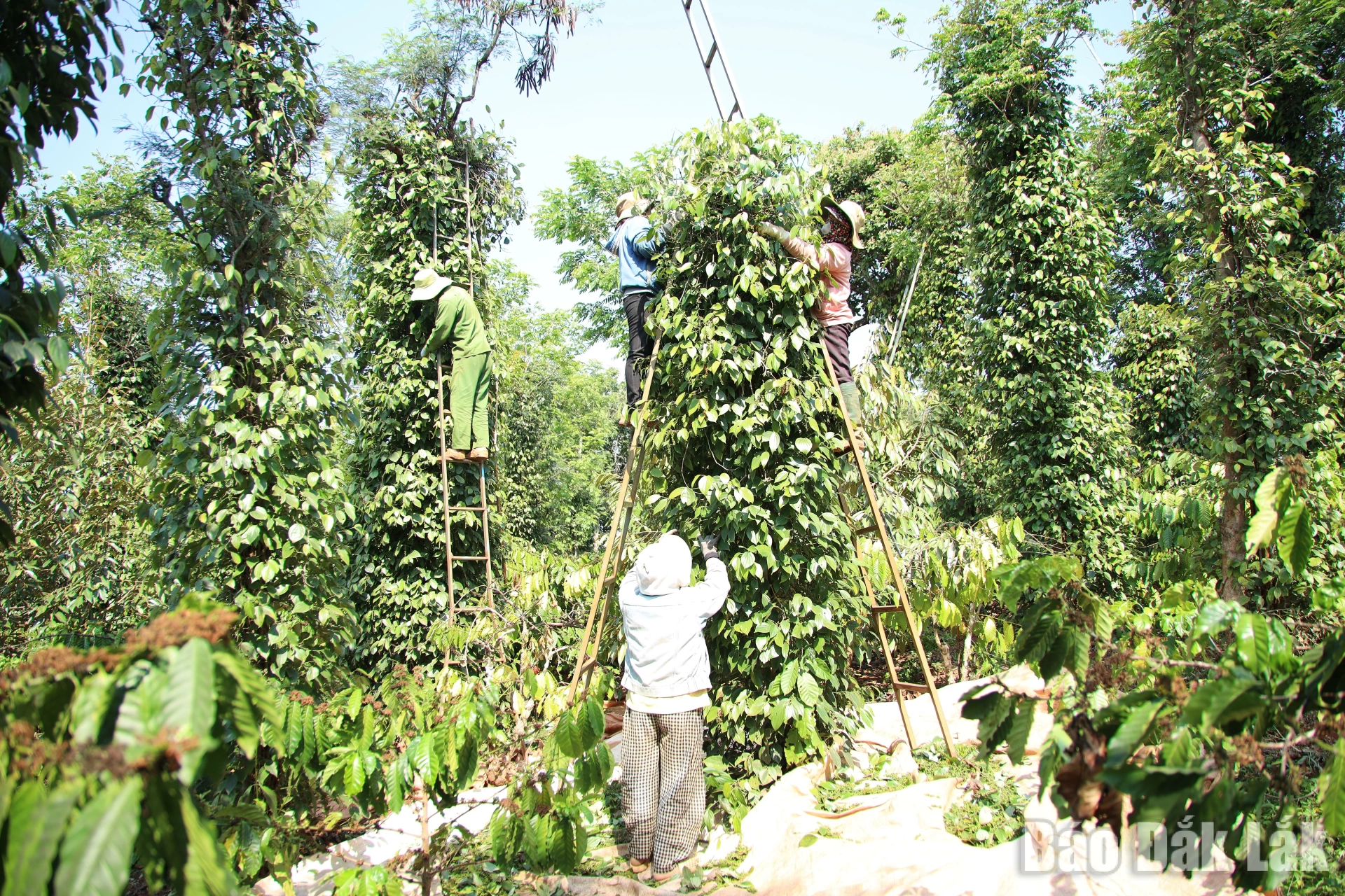 1k8a6243_20260318145812_20260320193405