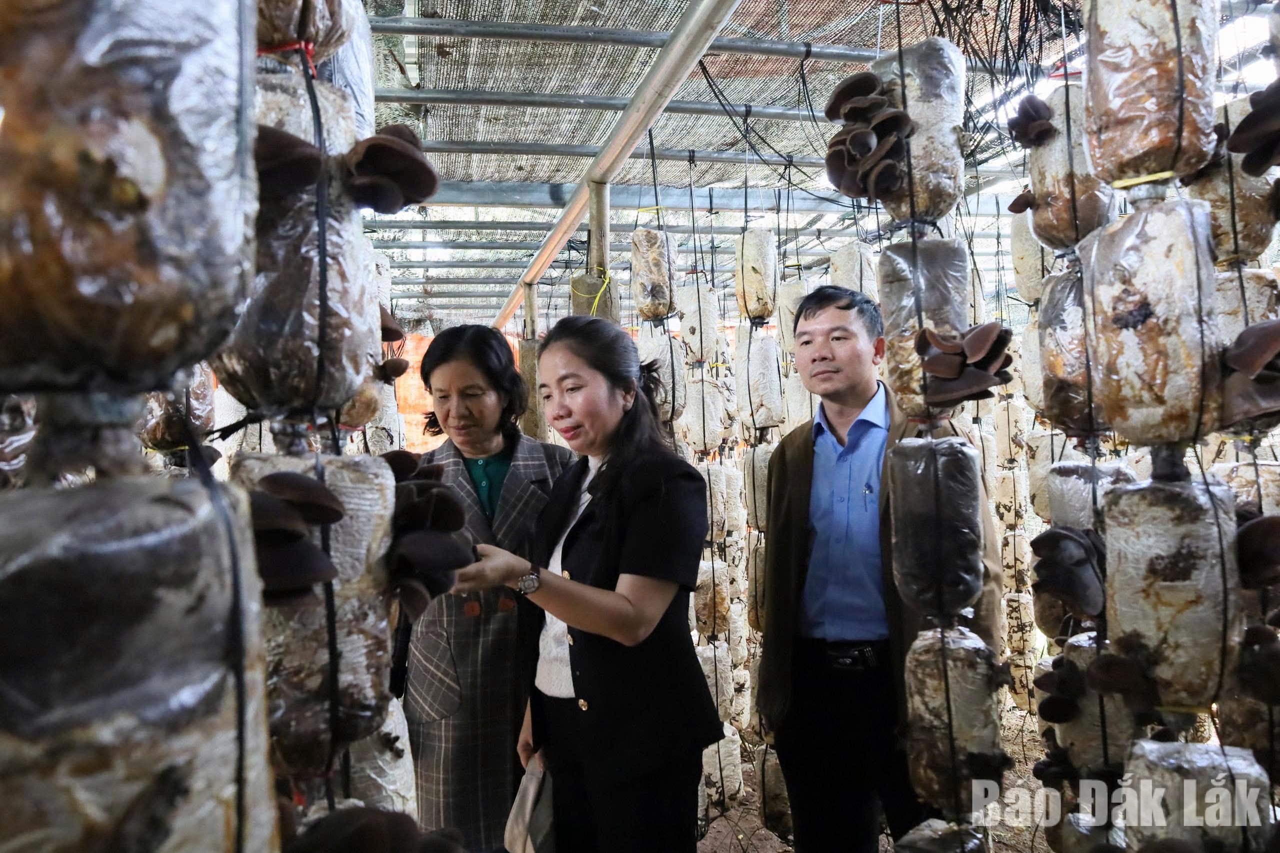 Phát triển nghề trồng nấm theo hướng tuần hoàn