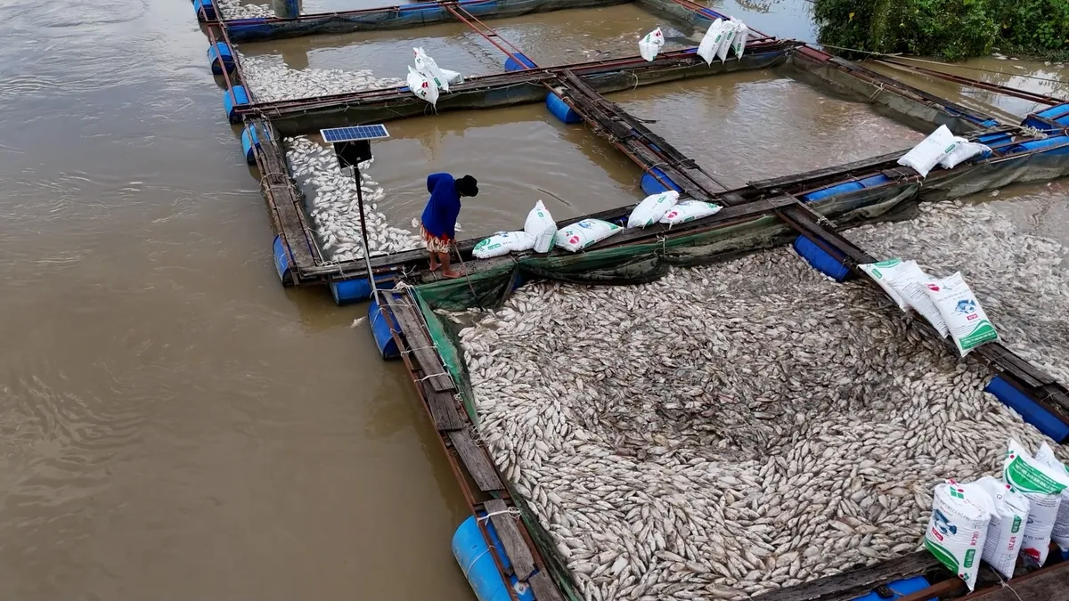Đắk Lắk quy định mức hỗ trợ khôi phục sản xuất nông nghiệp sau thiên tai, dịch hại thực vật