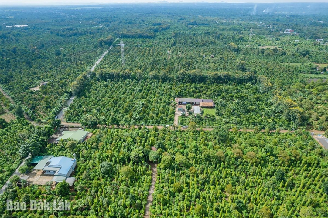 Gỡ khó cho nông sản xuất khẩu