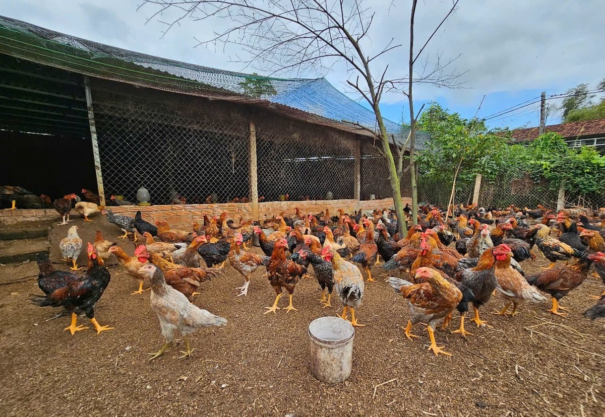 khoi-phuc-chan-nuoi-sau-bao-2-105005_226-091420