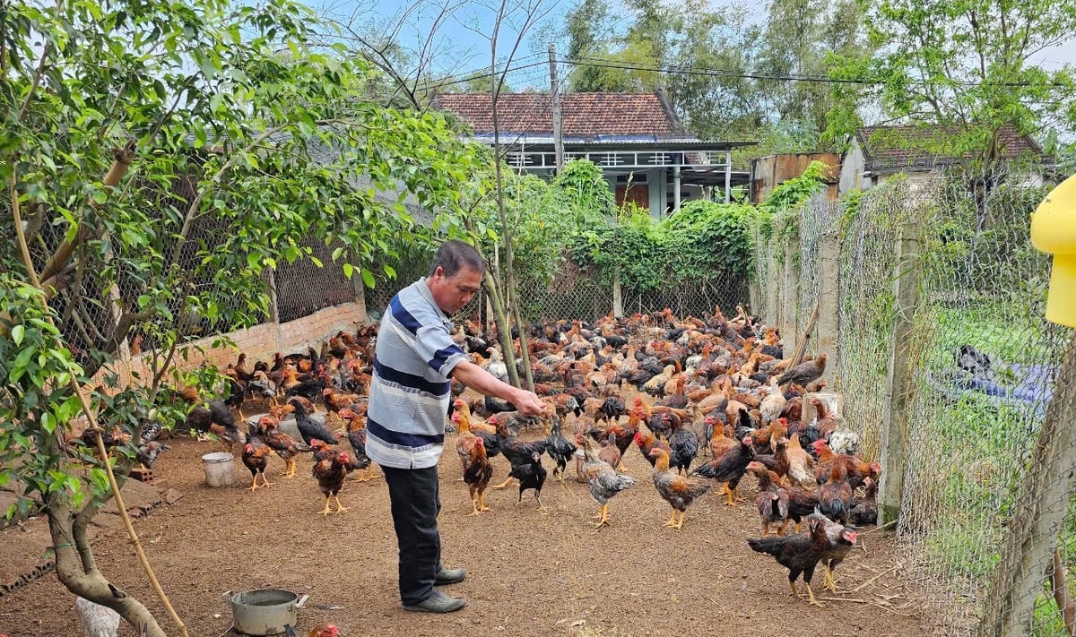 khoi-phuc-chan-nuoi-sau-bao-4-105005_47-091419